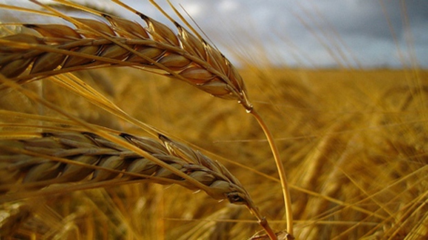 wheat generic