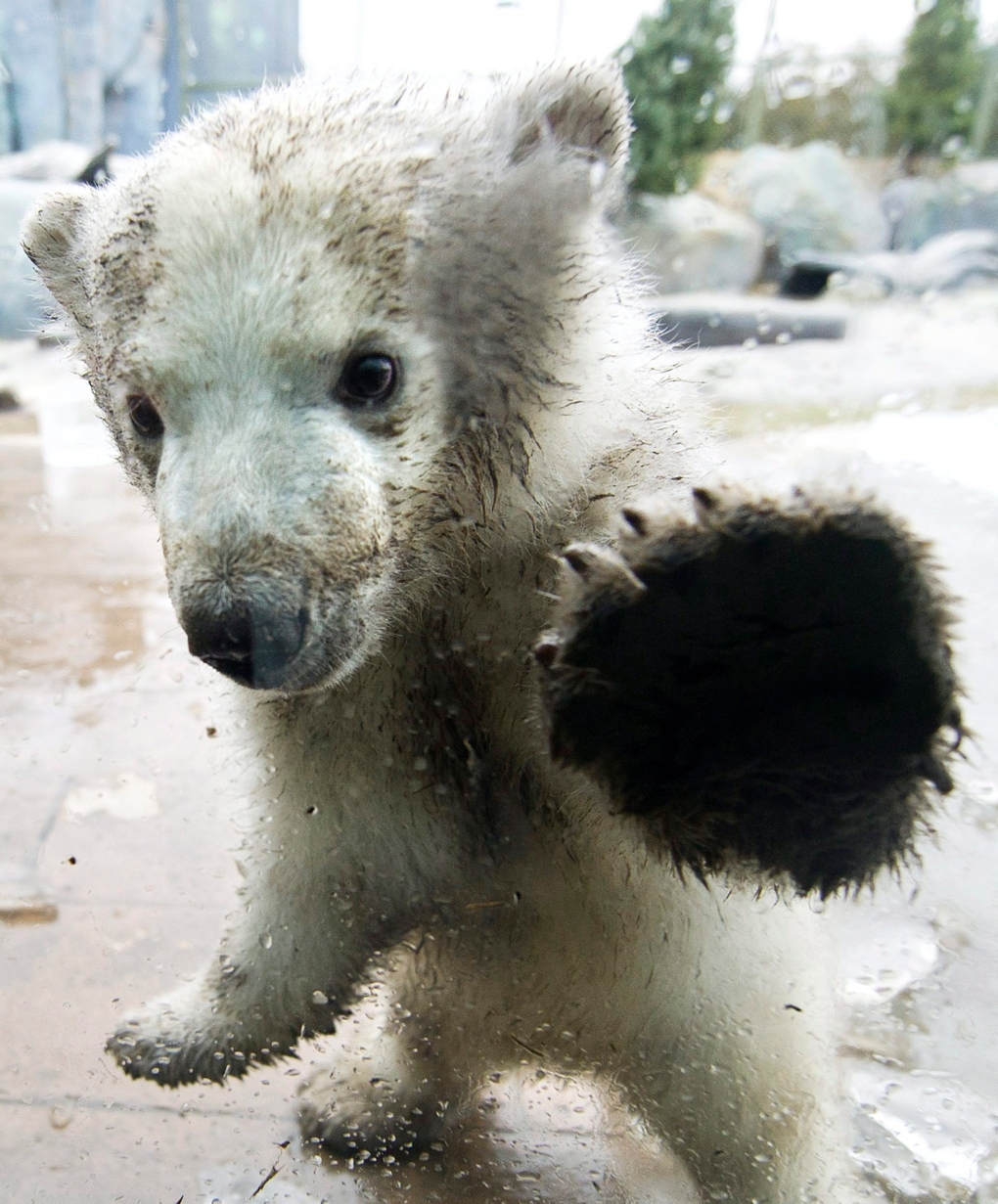 Toronto Zoo shows off three-month-old polar bear 