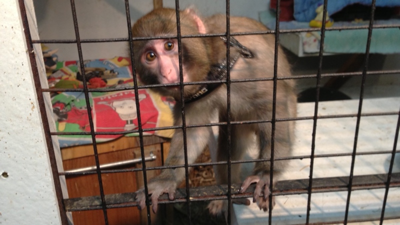Darwin, a monkey that was found wandering around a Toronto Ikea's parking lot, climbs his cage at the Story Book Primate Sanctuary in Sunderland, Ont., Monday, Dec. 10, 2012.  (Tom Podolec / CTV News)