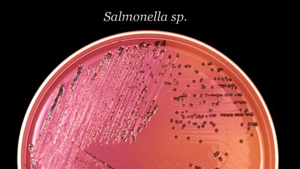 Salmonella bacteria in a petri dish