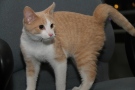 Short-haired cat named Hermie at the Windsor/Essex Humane Society in Windsor, Ont., Dec. 13, 2012. (Melanie Borrelli / CTV Windsor)