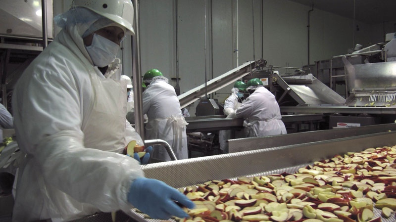 In this Nov. 19, 2010 photo, a worker sorts through apples at Crunch Pak, an apple slicing company in Cashmere, Wash. (AP Photo/Shannon Dininny)