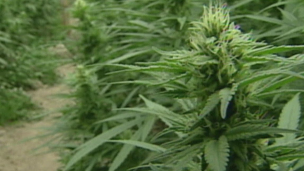 CTV National News: Changes to medical marijuana  
