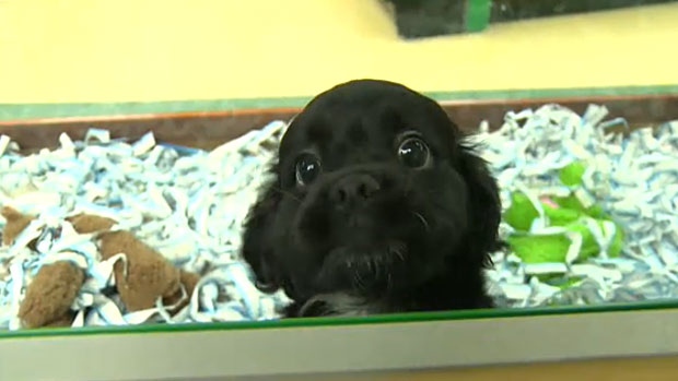 Edmonton Humane Society Issues Warning Over New Pet Stores Selling Puppies Ctv News