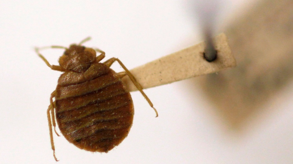 Bed bugs found in Newfoundland court building 