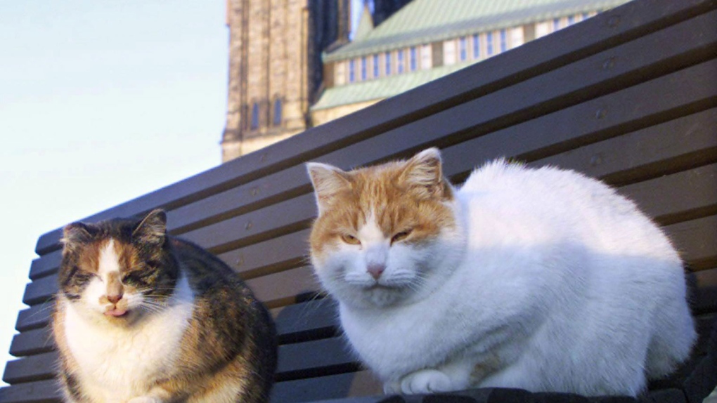 Parliament's cat population dying off