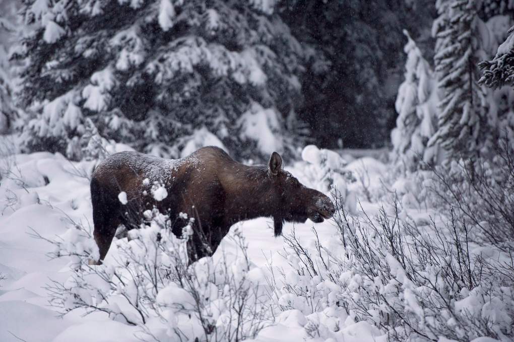 Moose eats from shrub near Lake Louise Nov. 2012