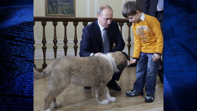 Russian Prime Minister Vladimir Putin and a five-old boy Dima Sokolov play with a dog at the Novo-Ogaryovo residence outside Moscow, Thursday, Dec. 9, 2010. The boy won a competition to find a name for the dog, which Bulgarian Prime Minister Boyko Borissov gave to Putin in Sofia last month. Vladimir Putin has named his new dog Buffy. 