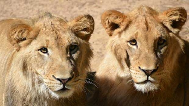 Two new male lions