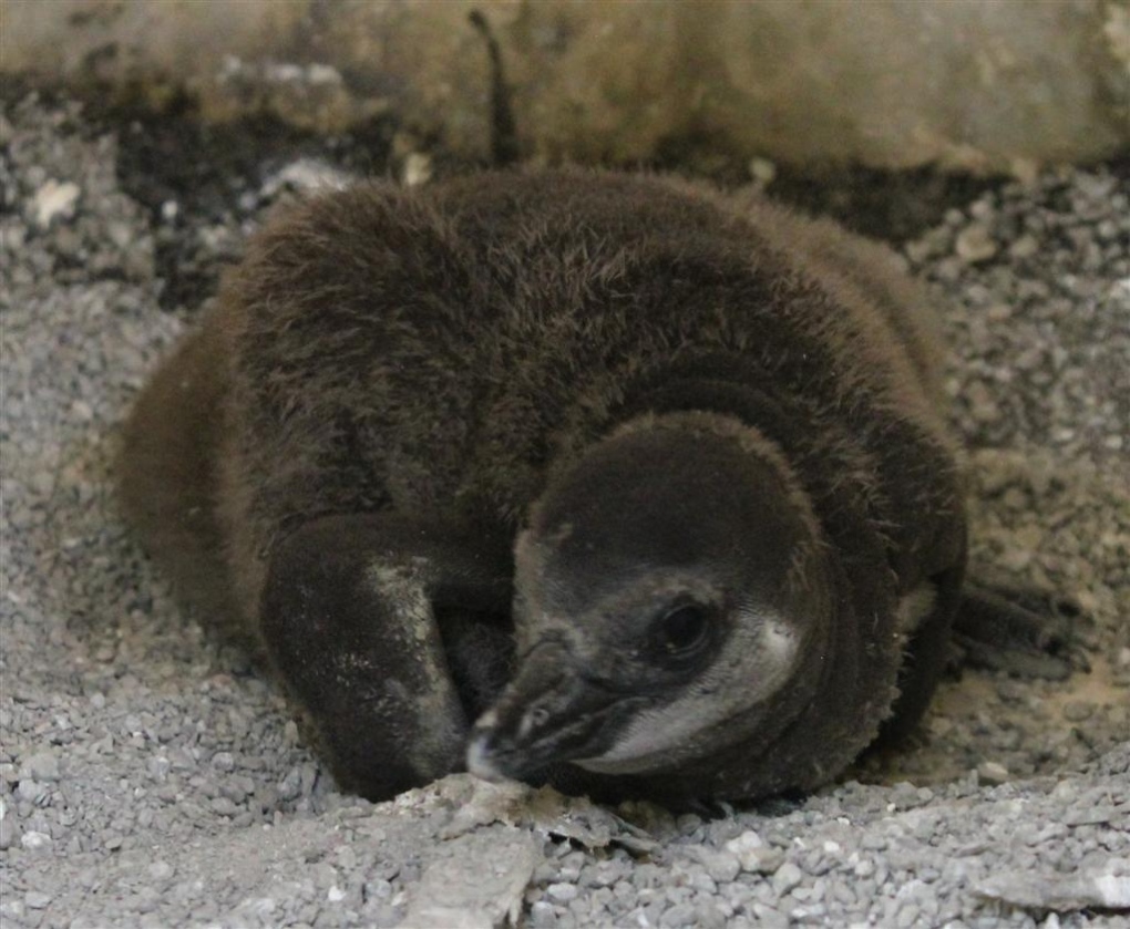 Toronto zoo welcomes 5 new baby penguins