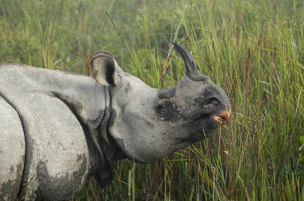 Rhino at Kaziranga National Park.