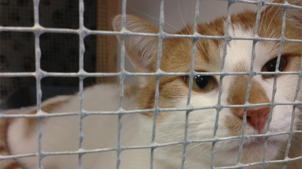 City proposes bylaw requiring cats be licensed 