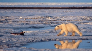 In this undated file photo, a polar bear is shown in the Arctic National Wildlife Refuge in Alaska. (AP Photo/Subhankar Banerjee, File)