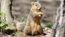 A grey squirrel has a snack at the Shaker Lakes Nature Center in Shaker Hts., Ohio on Wednesday, April 21, 2010. (AP / Amy Sancetta)