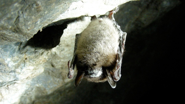 FILE--A Little brown bat with white-nose syndrome is shown in Greeley Mine, Vermont, March 26, 2009. Scientists are scrambling to find a way to stop the mysterious killer fungus which has decimated some bat colonies and stoked fears of an impact on crops the food chain. THE CANADIAN PRESS/HO-U.S. Fish and Wildlife Service-Marvin Moriarty