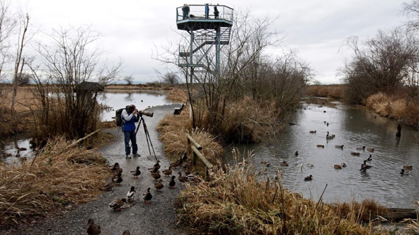 A man takes photographs of ducks as bird watchers look on from an observation tower at the George C. Reifel Migratory Bird Sanctuary in Delta, B.C., on Sunday December 19, 2010. (THE CANADIAN PRESS / Darryl Dyck)