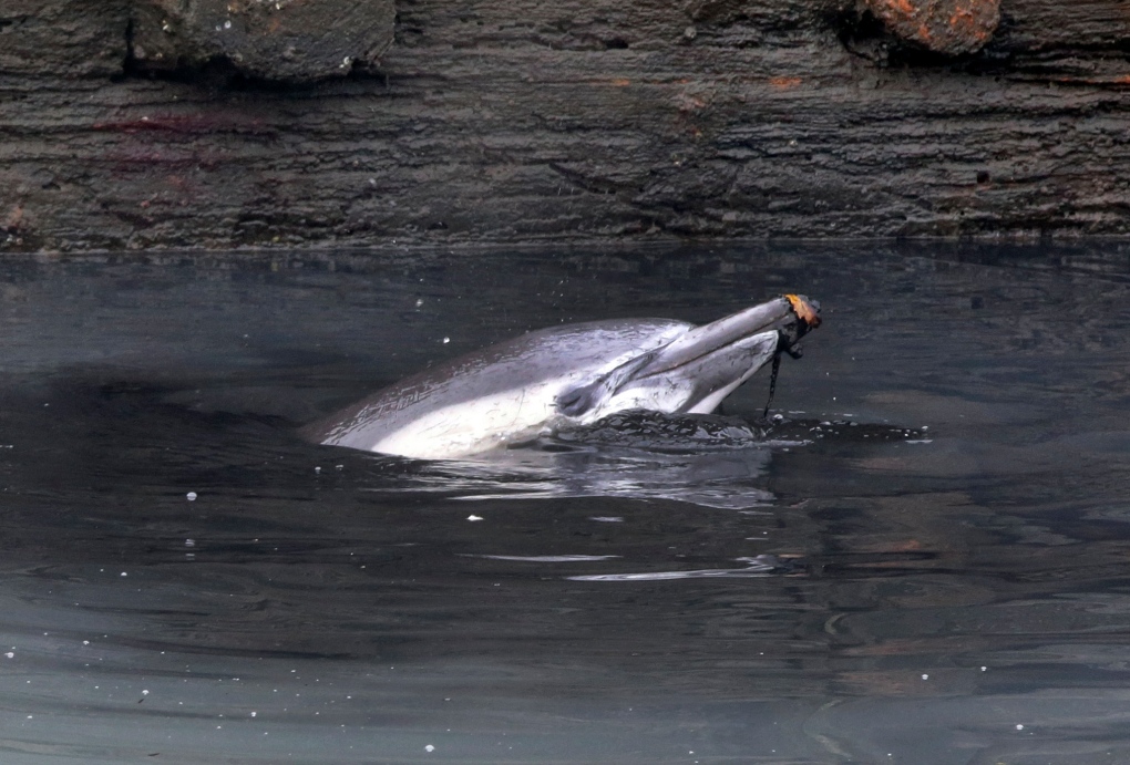 Dolphin stranded in Brooklyn canal