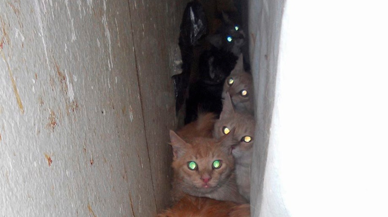 Cats removed from filthy home