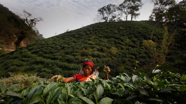 An Indian laborer plucks tea leaves at a tea garden in Amchong tea estate, about 45 kilometers (28 miles) east of Gauhati, India, Friday, Dec. 31, 2010. Tea growers say climate change has hurt the country's tea crop. (AP Photo/Anupam Nath)