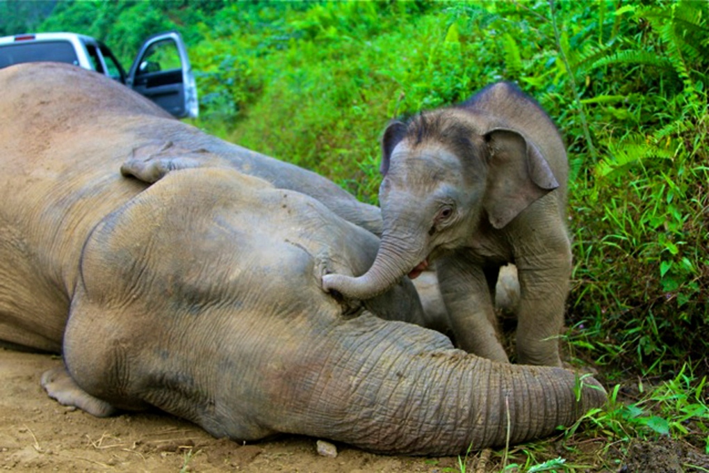 Elephant and calf in Sabah, Malaysia.