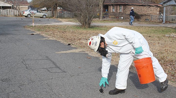 A worker with U.S. Environmental Services, a private contractor, picks up a dead bird in Beebe, Ark. on Saturday, Jan. 1, 2011. (AP / The Daily Citizen, Warren Watkins)
