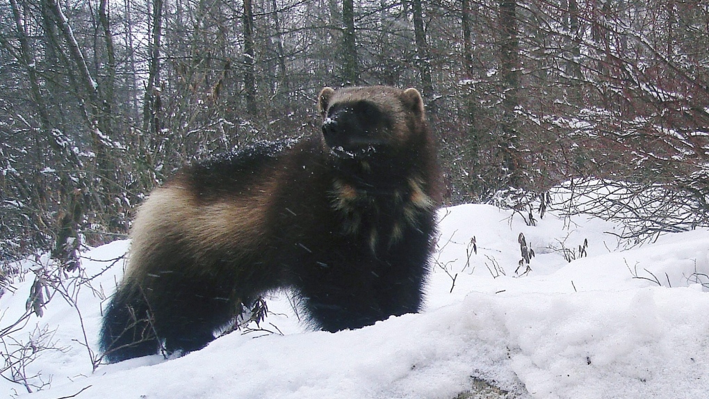Undated file photo of a female wolverine.