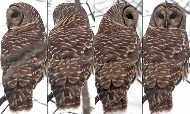 Undated composite image showing the 'extreme neck rotation' of a barred owl on Amherst Island, Ontario. (CTV/ Hester Riches)
