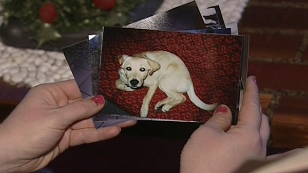 Socks, an 11-year-old Labrador Miska, was killed when she got caught in a trap on a farmer's field in Smiths Falls on New Year's Eve.