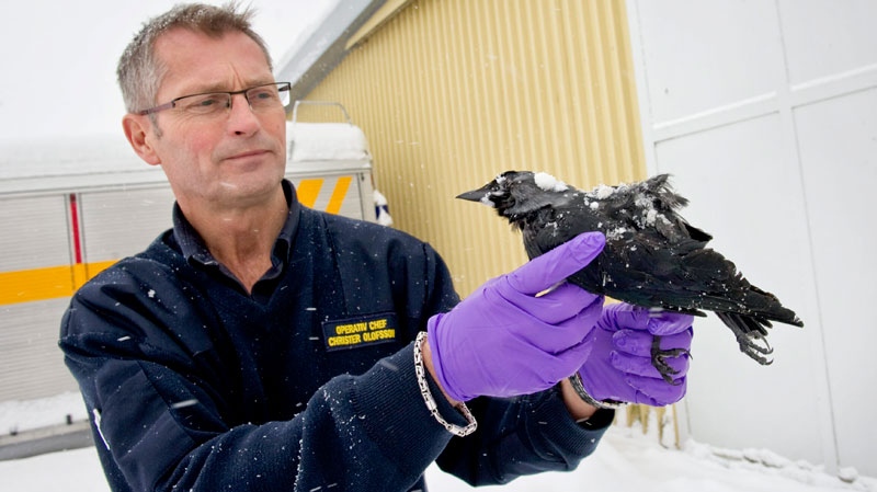 Rescue chief Christer Olofsson holds a dead bird in Falkoping, Sweden, Wednesday, Jan. 5, 2010. (AP / Bjorn Larsson Rosvall) 