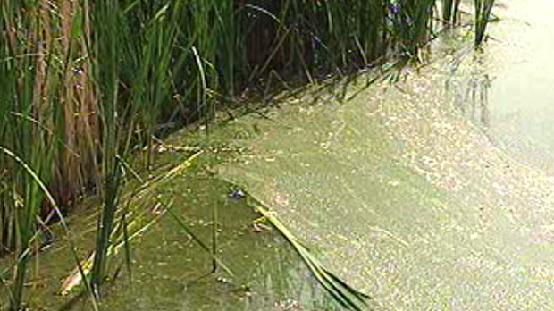 Lake Winnipeg algae
