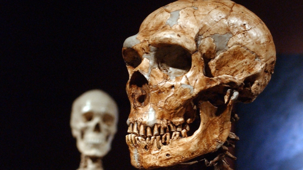 Neanderthal skeleton