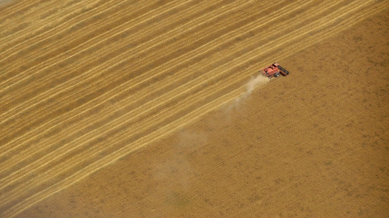 A combine harvests wheat in a field south of Chapman, Kan., on June 23, 2009. (AP / Charlie Riedel)