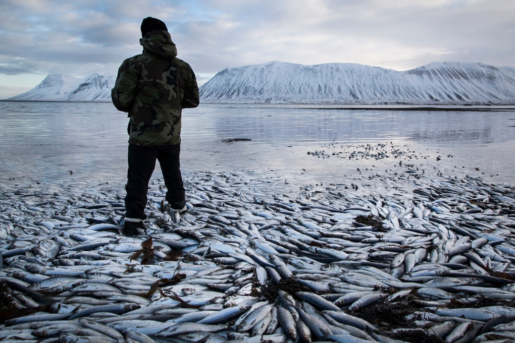 $10 million worth of herring die in shallow fjord in Iceland