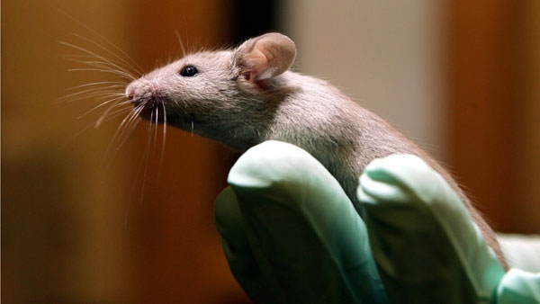 A technician holds a laboratory mouse at the Jackson Laboratory, Jan. 24, 2006, in Bar Harbor, Maine. (AP Photo/Robert F. Bukaty)