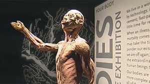 Visitors are welcome at the Bodies exhibit at the MTS Centre from 10 a.m. to 9 p.m. until Jan. 16.