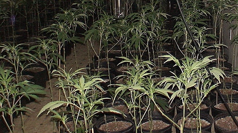 Marijuana plants are shown in a photo provided by police after a grow-op bust on Gardenia Bay in Winnipeg.