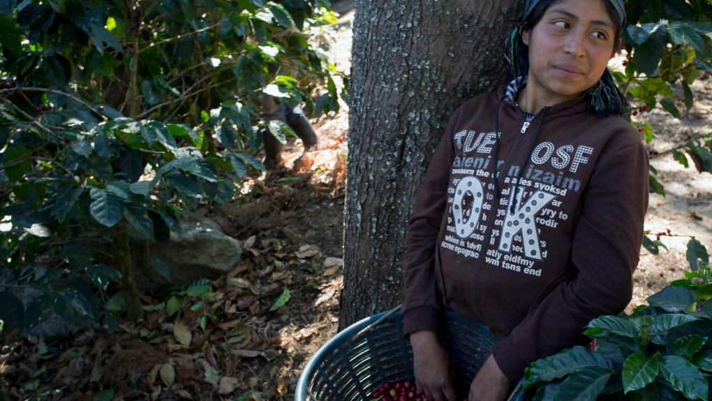 Guatemala coffee crops