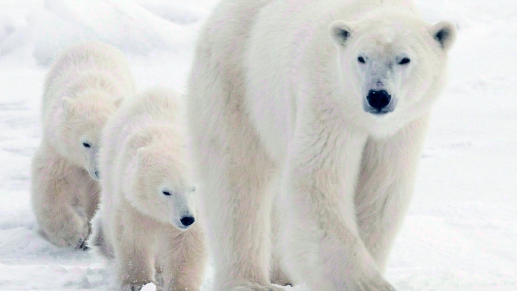 Polar bear mother walks with cubs