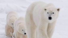 It may be time to set out food for polar bears