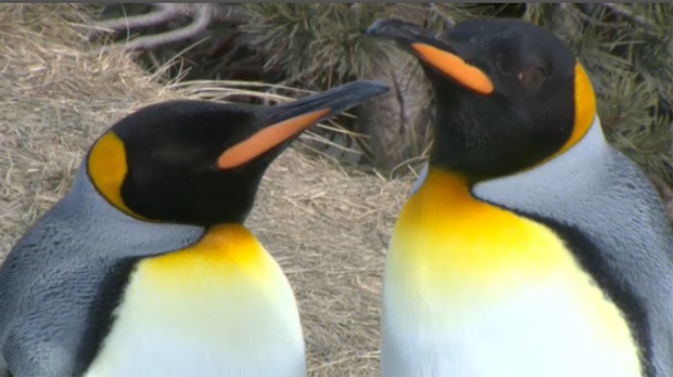 Penguins - Calgary Zoo