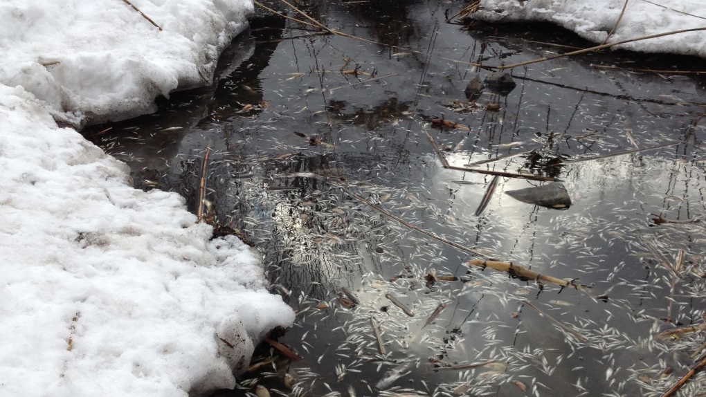 Hundreds of dead fish in Angrignon Park. (CTV Mont