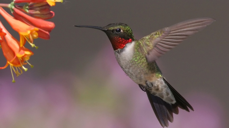 Hummingbirds migrating earlier: study