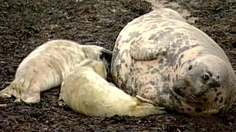 Grey seals have taken to the shore for birthing season due to lack of ice on the Northumberland Strait.