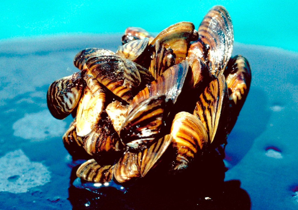 Zebra mussels generic