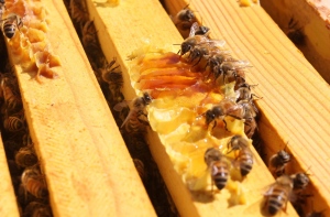 Honey bees are shown in this September 2012 file photo. (AP / The Scranton Times-Tribune / Jake Danna Stevens)