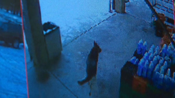 Police are seeking help from the public to identify the owner of a dog, seen in this video image, that allegedly attacked three people in Vaughan, Wednesday, Jan. 19, 2011.