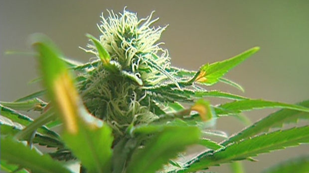 Debate increases over medical marijuana changes