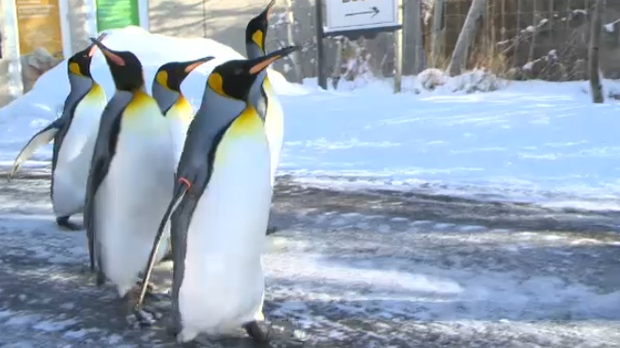 Calgary Zoo penguin walk