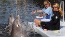In this Jan. 11, 2011 photo, an Atlantic bottlenose dolphin named Tanner, foreground, imitates the behavior of another dolphin, Kibby, rear, as Emily Guarino, Administrative Director of Research, right, and Jane Hecksher, research assistant, look on at the Dolphin Research Centre in Grassy Key, Fla. (AP Photo/Wilfredo Lee)