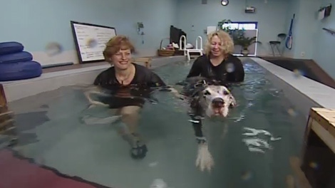 Regional Contact: Canine Water Wellness - Jennifer Donaldson and Lianne Zitzelsberger